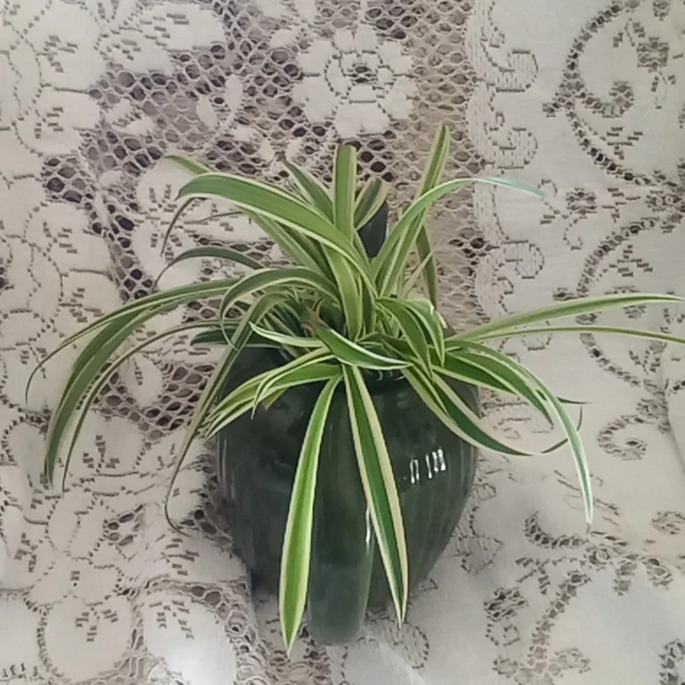 Vintage Fraunfelter teapot with 2 airplane plants